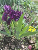 IMG_8395.jpeg