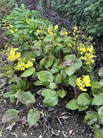 IMG_8398.jpeg