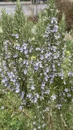 IMG_4030.jpeg