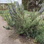IMG_4033.jpeg