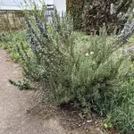 IMG_4033.jpeg
