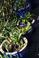 Hosta     0125.JPG