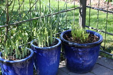 Hosta     0225.JPG