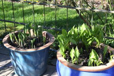 Hosta     0325.JPG