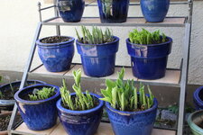 Hosta     0425.JPG