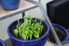 Hosta     0525.JPG