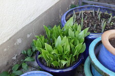 Hosta     0625.JPG