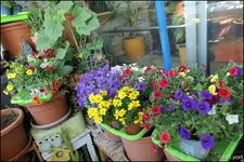 c052.webp