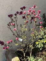 IMG_6513.jpeg