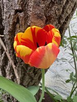 IMG_6511.jpeg