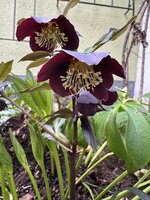 IMG_6510.jpeg
