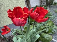 IMG_6508.jpeg