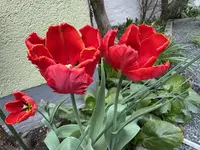 IMG_6508.jpeg