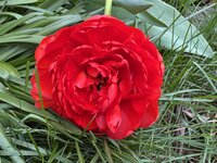 IMG_6497.jpeg