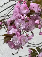 IMG_6496.jpeg