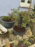 IMG_6499.jpeg