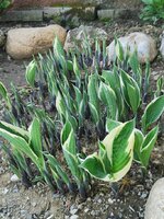IMG_20250419_151339.jpg