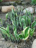 IMG_20250419_151339.webp