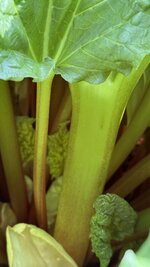 IMG_4051.jpeg