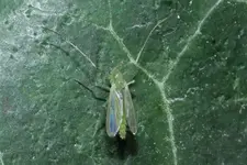 Zuckmücke weiblich¿ 20250419.webp