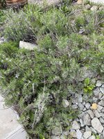 IMG_0375.jpeg