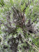 IMG_0376.jpeg