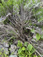 IMG_0377.jpeg