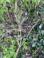 IMG_0378.jpeg