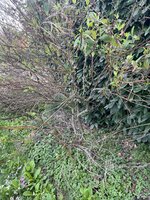 IMG_0380.jpeg