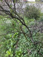 IMG_0381.jpeg