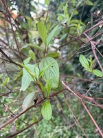 IMG_0382.jpeg