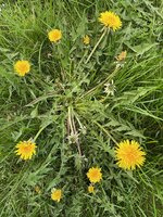 IMG_0383.jpeg