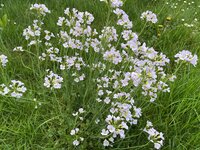IMG_0384.jpeg