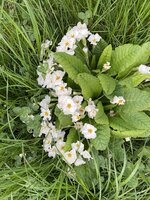 IMG_0386.jpeg