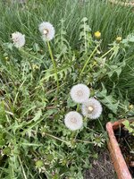 IMG_0387.jpeg