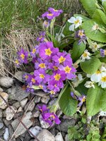 IMG_0388.jpeg