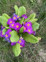 IMG_0389.jpeg
