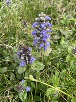 IMG_0391.jpeg