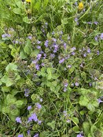 IMG_0393.jpeg