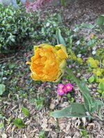 IMG_0395.jpeg