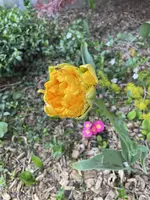 IMG_0395.webp