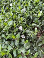 IMG_0396.jpeg