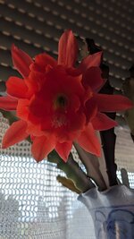 PXL_20250420_143525802.PORTRAIT.jpg