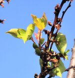 IMG_20250422_080245.jpg