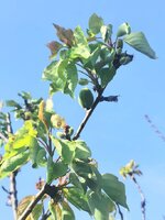 IMG_20250422_080229.jpg
