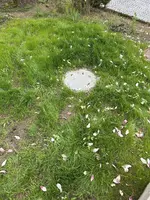 IMG_1257.jpeg