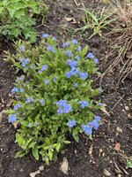 IMG_0259.JPEG