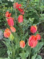 IMG_8411.jpeg