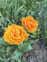 IMG_8407.jpeg