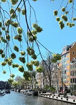 Amsterdam durch Ulmen.webp